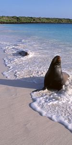 Surf,Animals,Ocean,Fur Seal,Sand