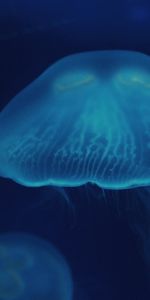 Surface,Animals,Jellyfish,Close Up,Underwater World