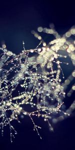 Surreal,Drops,Macro,Branch,Morning,Surreality