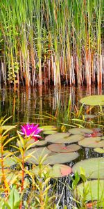 Swamp,Grass,Water Lilies,Summer,Nature