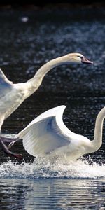 Animales,Naturaleza,Cisnes,Lago