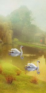 Swans,Lake,Miscellanea,Style,Miscellaneous