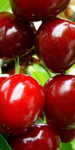 Sweet Cherry,Berries,Fruits,Food