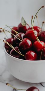 Sweet Cherry,Food,Cherry,Berry,Cup,Fruit