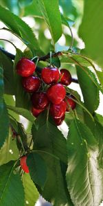 Cerise,Feuilles,Fruit,Branche,Le Fruit,Nourriture