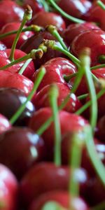 Sweet Cherry,Macro,Branch,Berry,Ripe