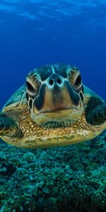 Swim,Carapace,Animals,Shell,Turtle,To Swim,Underwater World