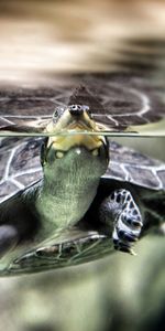 Swim,Carapace,Water,Shell,To Swim,Turtle,Animals