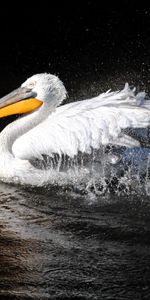 Swim,Pelican,Animals,Bird,Beak,Spray,To Swim,Black Background