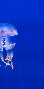 Swim,Tentacles,Animals,Jellyfish,To Swim,Underwater World