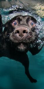 Nadar,Flotadores,Agua,Submarino,Animales,Bajo El Agua,Perro