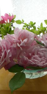 Table,Buds,Curtain,Flowers,Roses,Garden,Vase