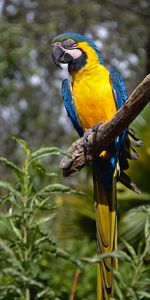 Tail,Macaw,Animals,Bird,Parrots,Bright