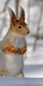 Tail,Squirrel,Snow,Branches,Winter,Animals