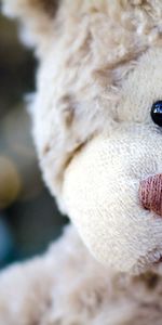 Teddy Bear,Muzzle,Toy,Head,Miscellanea,Glare,Miscellaneous