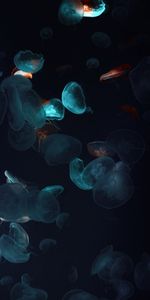 Tentacles,Jellyfish,Dark,Underwater World