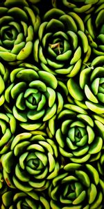 Texture,Gros Plan,Fermer,Succulent,Textures,Plantes