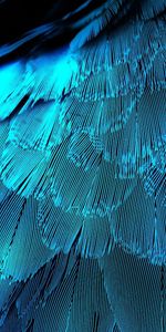 Texture,Feather,Textures,Background