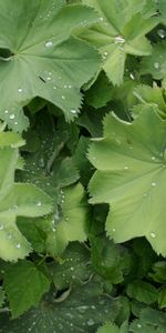 Nature,Feuilles,Texture,Plantes