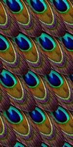 Textura,Pluma,Patrones,Texturas,Pavo Real