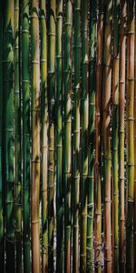 Textures,Bamboo,Stems,Plant,Texture