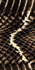 Grille,Peau,Texture,Textures,Cuir,Contexte,Serpent