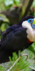 Thicket,Thickets,Feather,Animals,Bird,Beak,Toucan