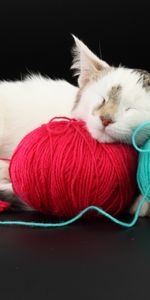 Thread,Sleep,Clew,Animals,Playful,Threads,Cat,Dream