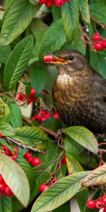 Thrush,Animals,Leaves,Branches