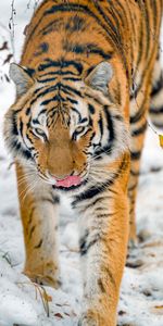 Tiger,Animal,Protruding Tongue,Tongue Stuck Out,Animals,Big Cat,Wildlife