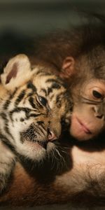 Amis,Orang Outan,Bébé Tigre,Tigre,Animaux