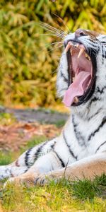 Tiger,Fangs,To Fall,Mouth,Stripes,Animals,Streaks