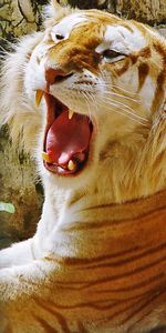 Tiger,Streaks,Teeth,Animals,Stripes,Background