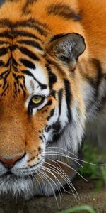 Animales,Tigres