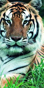 Animaux,Tigres