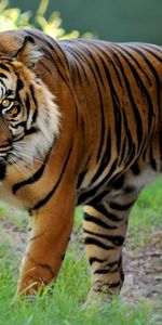 Tigres,Animaux