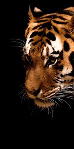 Animales,Tigres