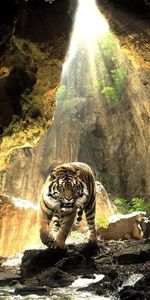 Paisaje,Animales,Tigres,Naturaleza