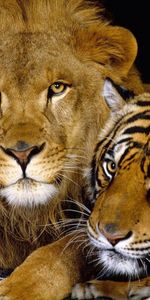 Leones,Animales,Tigres