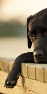 Se Coucher,Chagrin,Animaux,Mensonge,Labrador,Tristesse,Chien