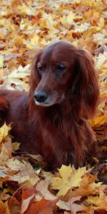 Se Coucher,Mensonge,Beau,Setter,Belle,Animaux,Feuillage,Irlandais,Automne