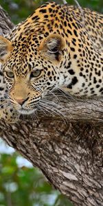 Animales,Guepardo,Tumbarse,Mentir,Leopardo,Gato Grande,Depredador