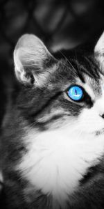 Se Coucher,Mensonge,Yeux Bleus,P C,Aux Yeux Bleus,Animaux,Chb,Yeux,Chat