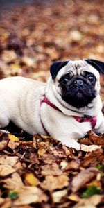 To Lie Down,Lie,Leash,Pug,Animals,Dog,Foliage,Autumn