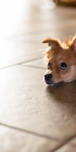 To Lie Down,Lie,Puppy,Floor,Animals