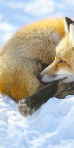 Se Coucher,Mensonge,Neige,Un Renard,Renard,Animaux