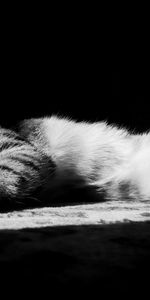 To Lie Down,Lie,Striped,Shadow,Bw,Chb,Dark,Cat