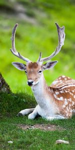 To Lie Down,Lie,Tree,Color,Wood,Deer,Forest,Animals