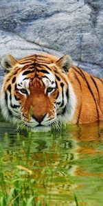 Eau,Se Coucher,Mensonge,Noyaux,Tigre,Animaux