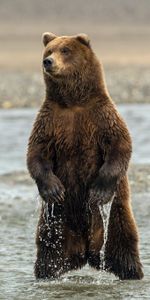 To Stand,Stand,Bear,Animals,Wet,Sea